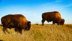 USA, South Dakota, Wall, Badlands National Park, North American Bison Art Print